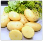 Сорт картофеля Латона