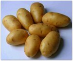 Сорт картофеля Импала
