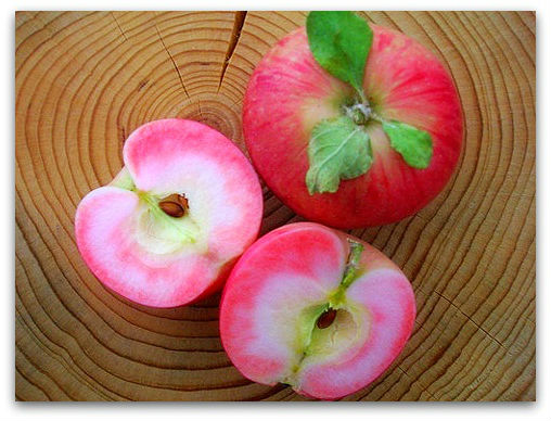 Осенние Зеленые Яблоки Сорта Фото