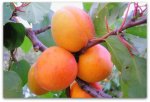 Сорт абрикоса Мелитопольский ранний